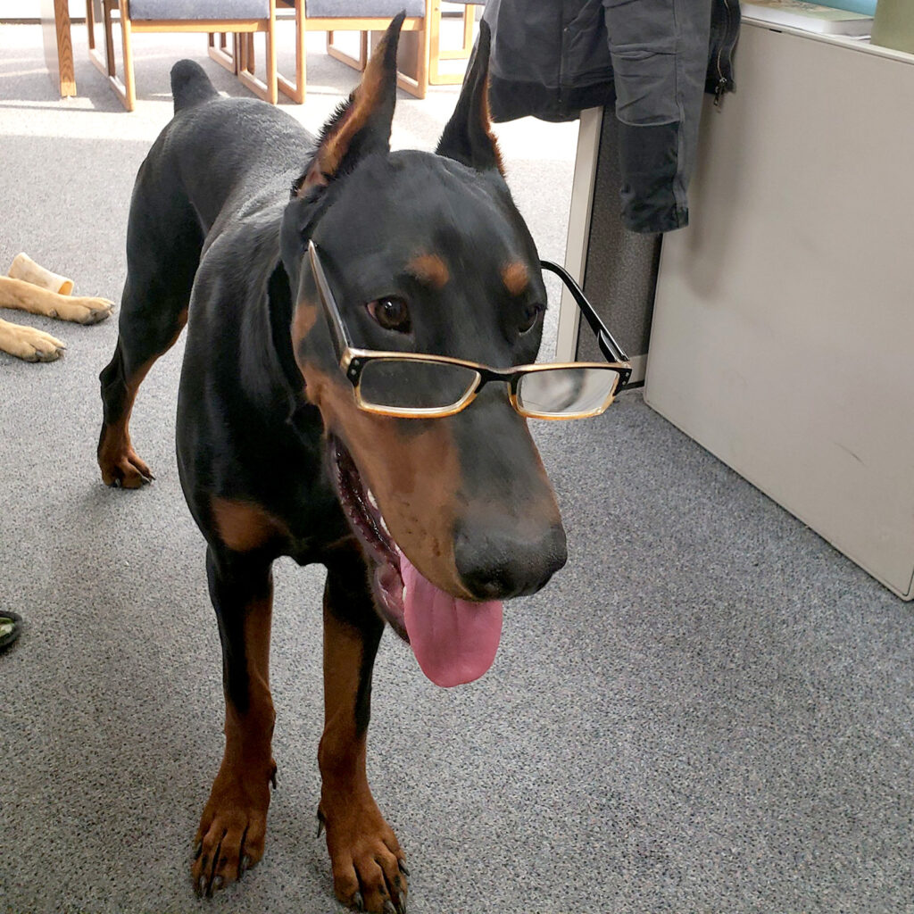 Doberman dog wearing glasses