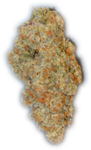 close up of specimen x cannabis bud